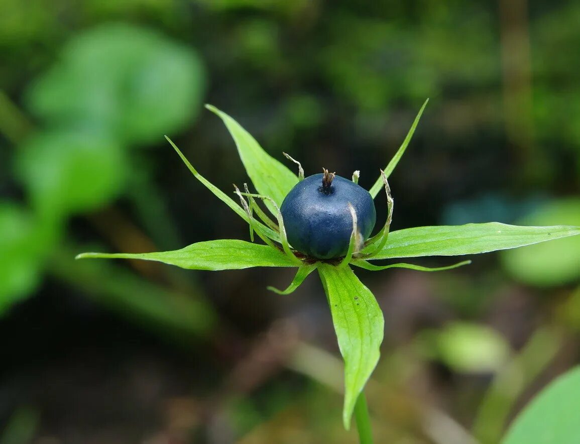 Вороний глаз и волчья ягода. Растение вороний. Вороний глаз четырёхлистный. Вороний глаз ягода. Вороний глаз ягода ядовитая.