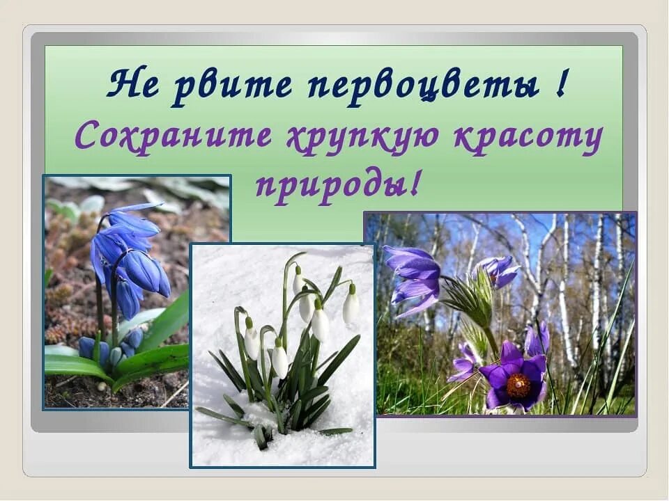 Берегите первоцветы. Сохраним первоцветы. Весенние цветы занесенные в красную. Берегите первые цветы. Девиз подснежники