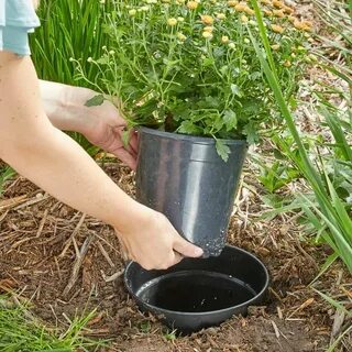 Hack plants