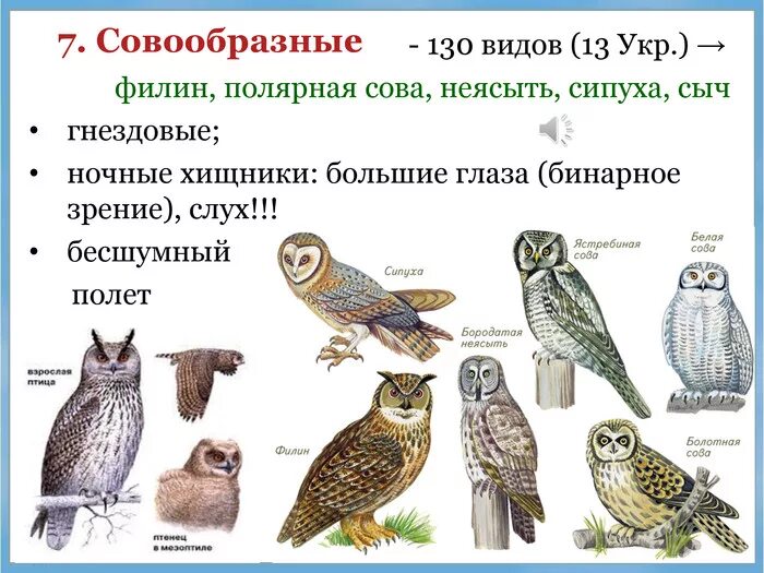 К какому типу относится сова