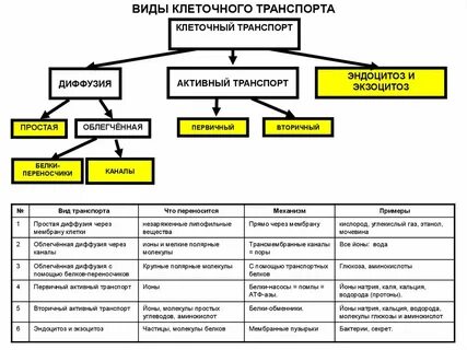 Заполните таблицу типы клеток