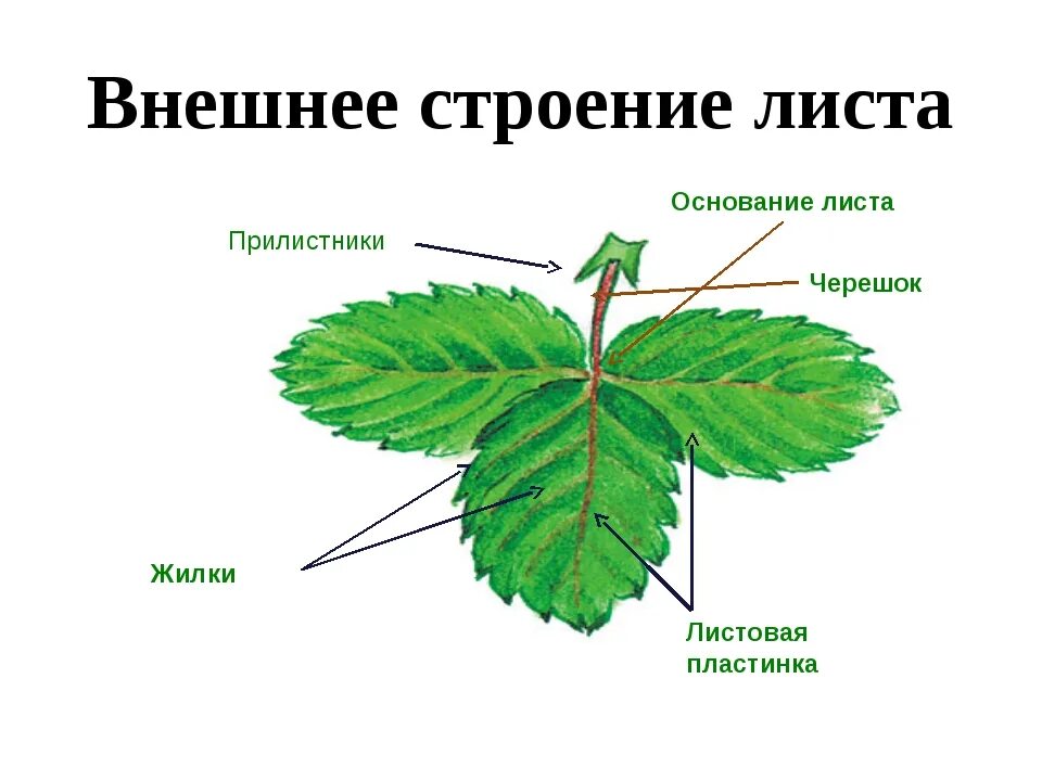 Ое лист. Основание черешок листовая пластинка у листа. Черешок прилистник. Внешнее строение листьев. Черешок жилка и листовая пластинка.