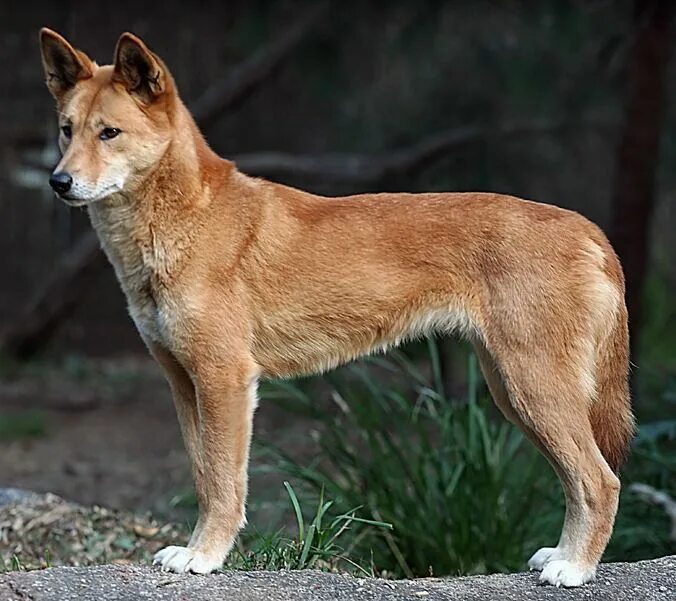 Swamp dingo