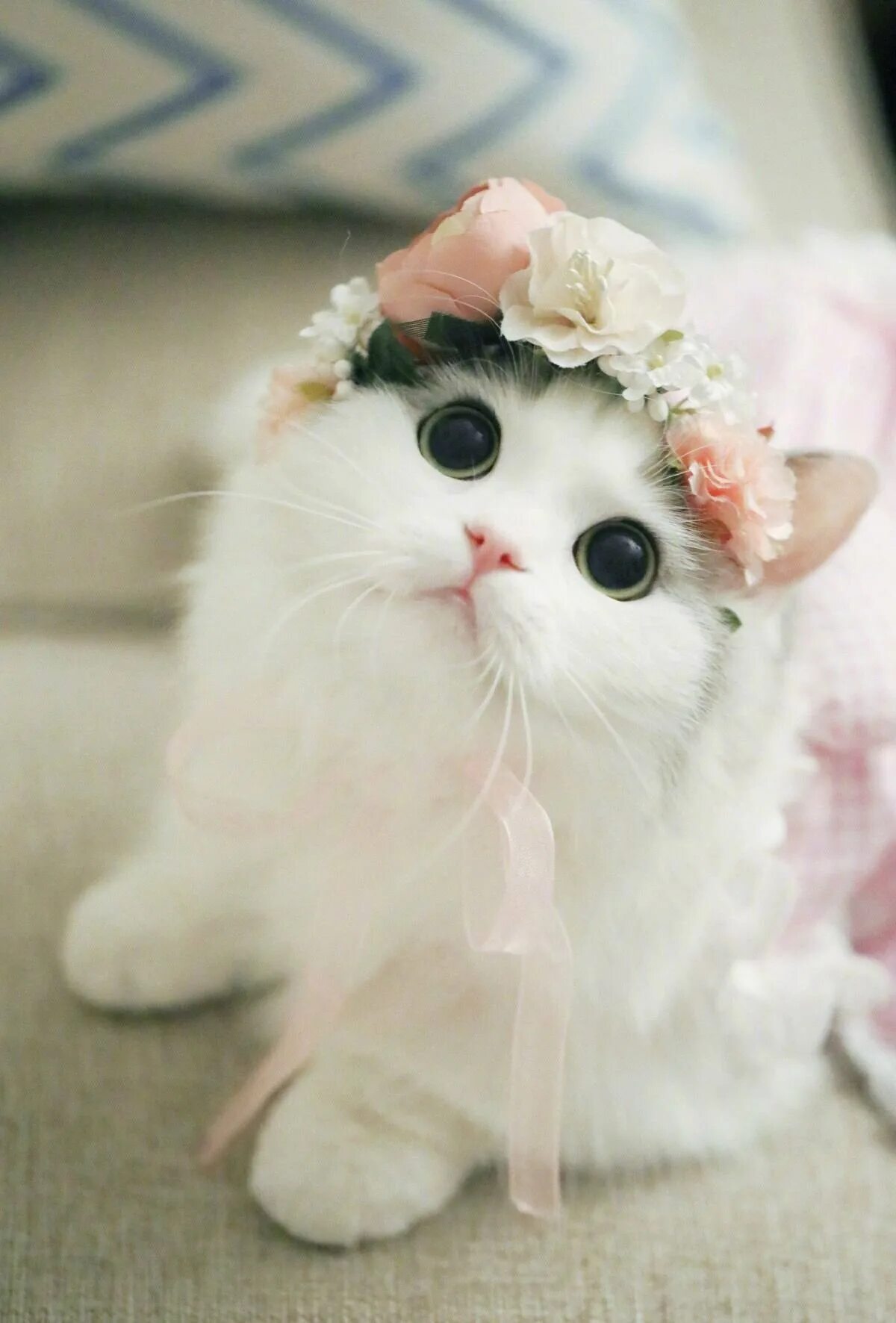 Милые фото на ватсап. Милые фото на ватсап. Милые коты. Няшный котик. Котенок с бантиком.