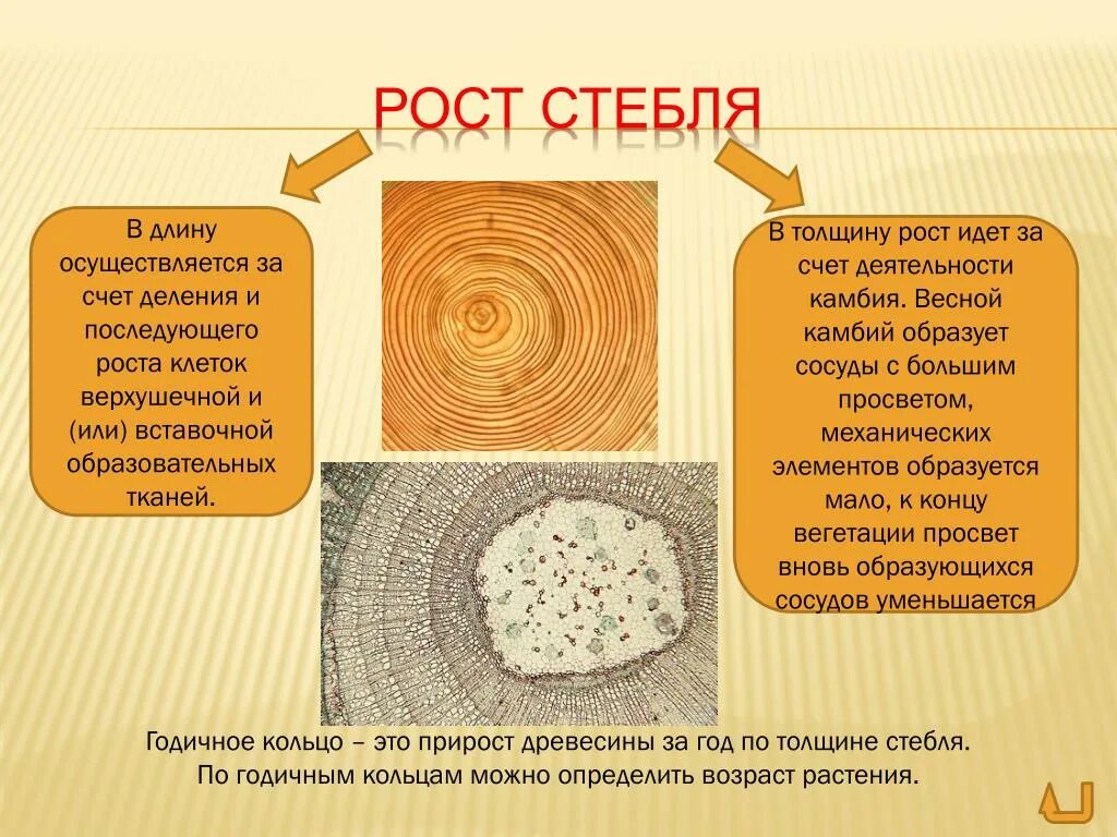 Рост стебля. Рост стебля в длину и толщину. Рост стебля в толщину происходит за счет деления клеток. Рост стебля в толщину осуществляется. Деление клеток дерева