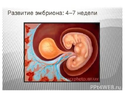 4 неделя развития