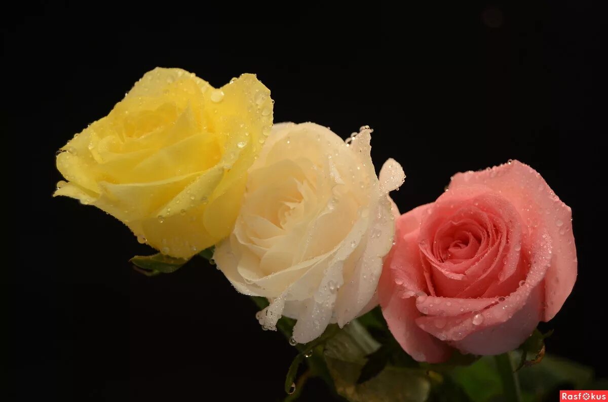 пионы affresco. фреска пионы, арт. бледно розовые розы. нежные розы. прелестные цветы.