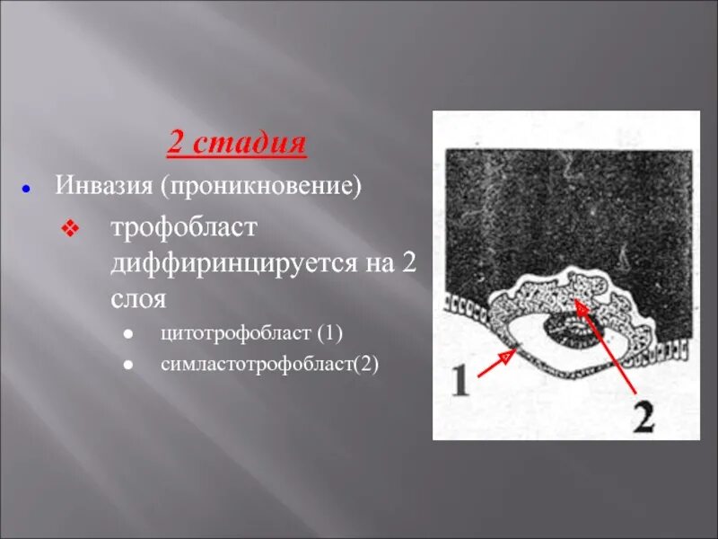 Инвазия трофобласта. Инвазивный трофобласт. Стадия инвазии. Степени инвазии трофобласта. Степень инвазии