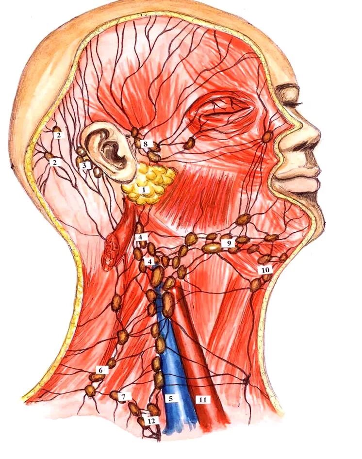 Лимфоузлы и мышцы. Лимфатическая система головы человека анатомия. Лимфатическая система лица и шеи анатомия. Лимфатическая система человека анатомия шеи. Лимфатическая система головы лба и шеи анатомия.