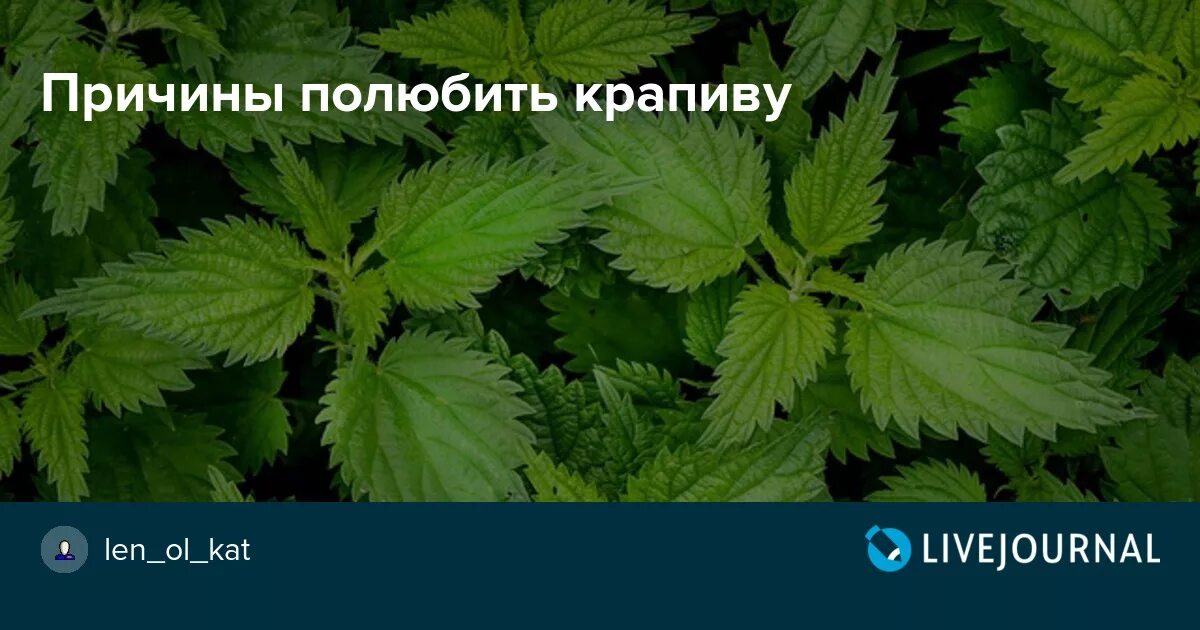 Крапива мальчик. Крапива Мем. Получай крапива. Бьет крапиву. Крапива прикол.