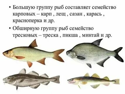 К какому продукту относится рыба
