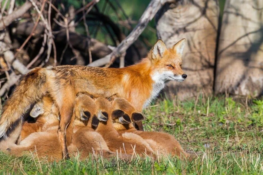 Fox them. Лисица псовые. Лиса обыкновенная с лисятами. Лиса с лисятами весной. Потомство лисы.