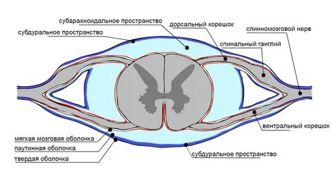 Спинной мозг собаки