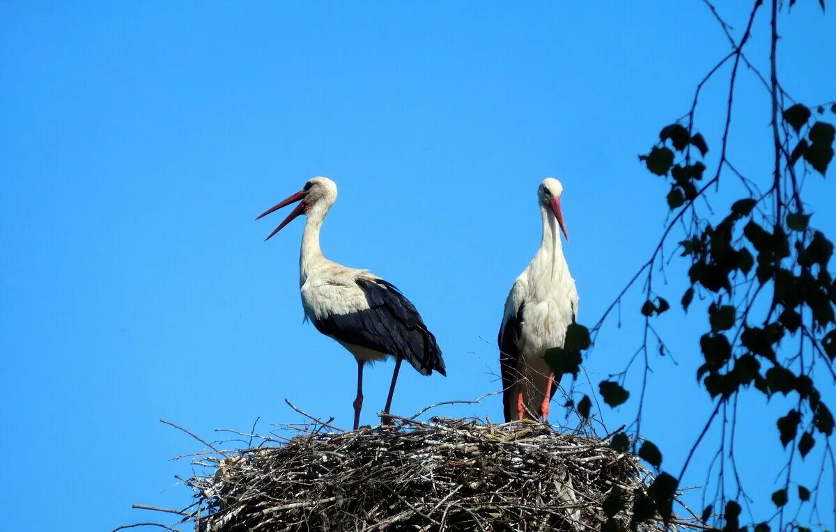 Аист на крыше караоке со словами. Аист на крыше караоке со словами. Аист на крыше караоке. Аист на крыше песня. Аист на крыше караоке со словами.
