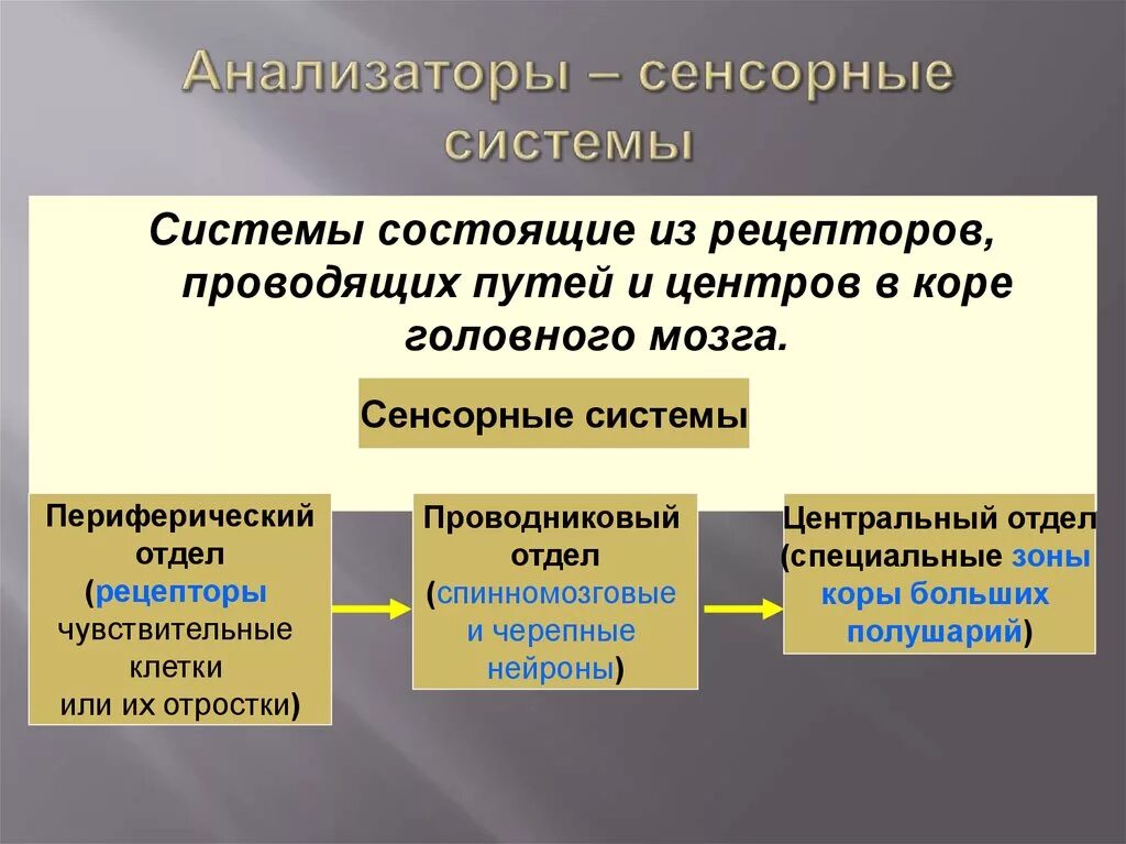 Какие отделы входят в анализатор. Сенсорная система. Отделы сенсорной системы. Анализаторы сенсорные системы. Сенсорная система состоит из отделов.