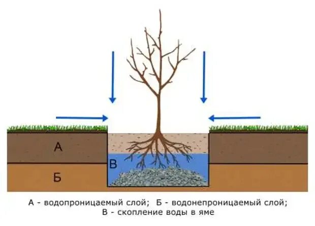 Деревья дренаж. Дренаж для дерева. дренаж для плодовых деревьев. дренаж для посадки деревьев. дренаж для посадки яблони.