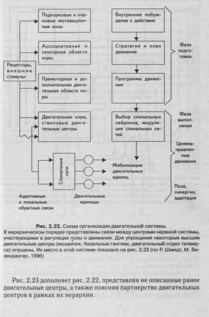Схема регуляции мышечного тонуса. Регуляция позы и движений. Регуляция позы. Регуляция позы и движений. Регуляция позы и движений.