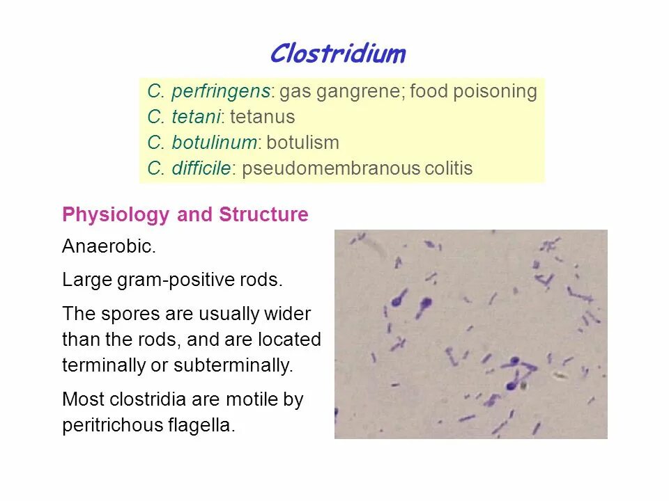 Clostridium difficile что это. Клостридия перфрингенс морфология. Клостридии перфрингенс микроскоп. Клостридия перфрингенс споры.