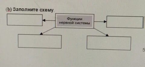 Социальное развитие заполните схему