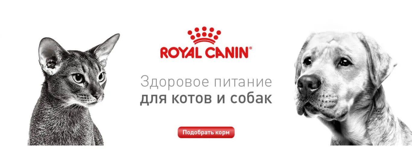 Кот и пёс зоомагазин. Слоган про собак. Кот и пес москва. Зоомагазин баннер. Кот и пес чебоксары зоомагазин.