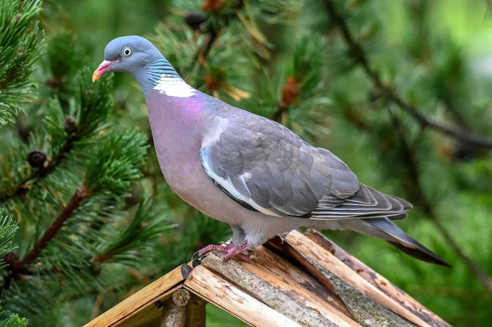 Вяхирь где обитает. Вяхирь (Columba palumbus). Вяхирь витютень. Лесной голубь вяхирь. Дикий голубь вяхирь.