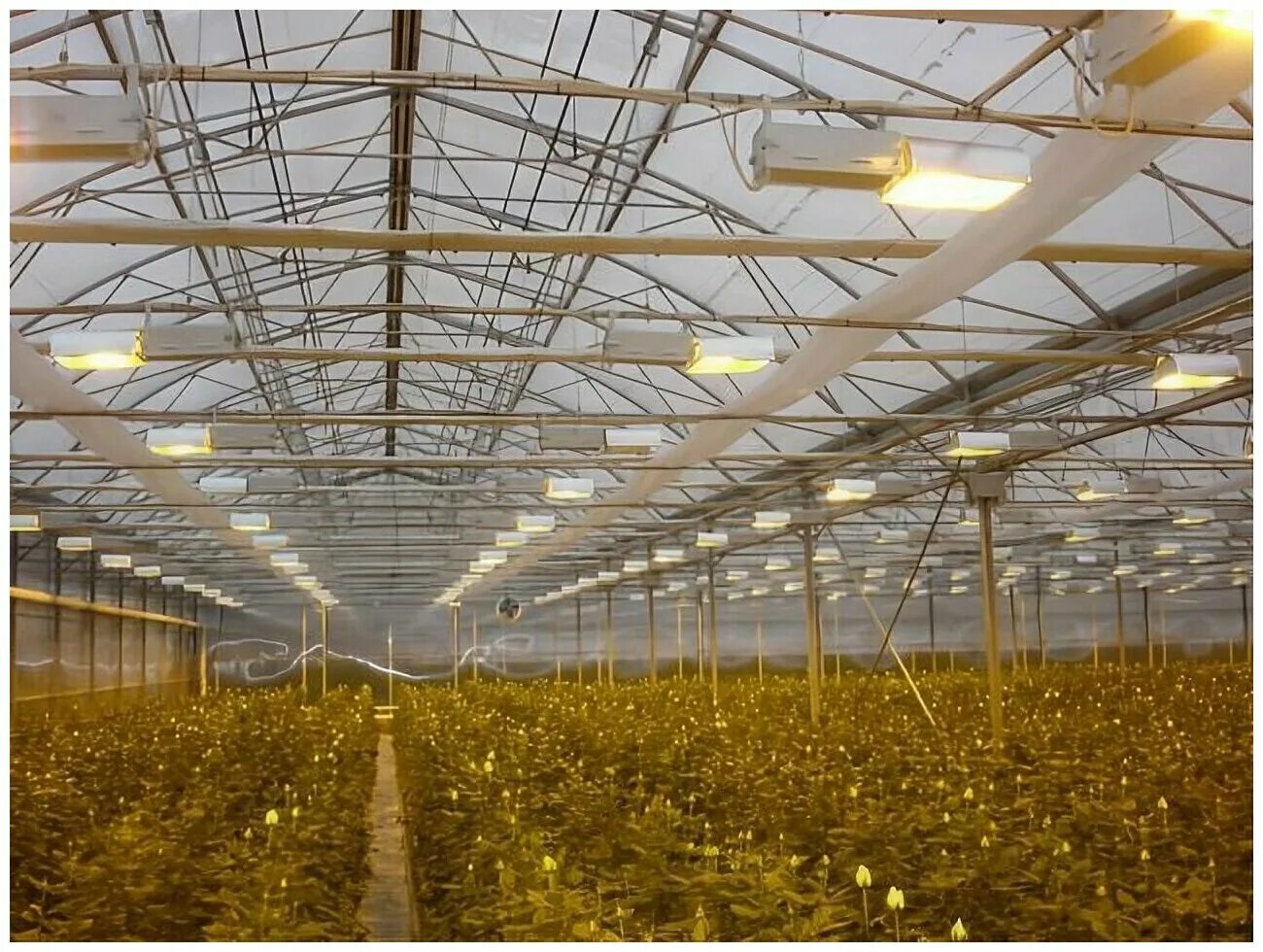 светодиодные светильники для теплиц. натриевые лампы для теплиц. натриевые лампы (днат) в теплице томат. натриевая лампа для растений. досвечивание в теплицах.