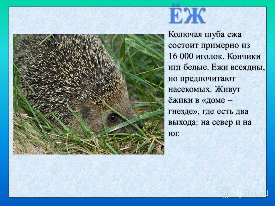 Еж поговорки. Картинка ежа с описанием. Еж описание. Описание ежика. Рассказать о Ёжике.