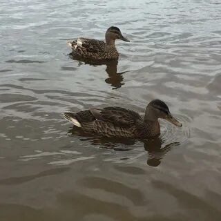 Утка санкт петербург