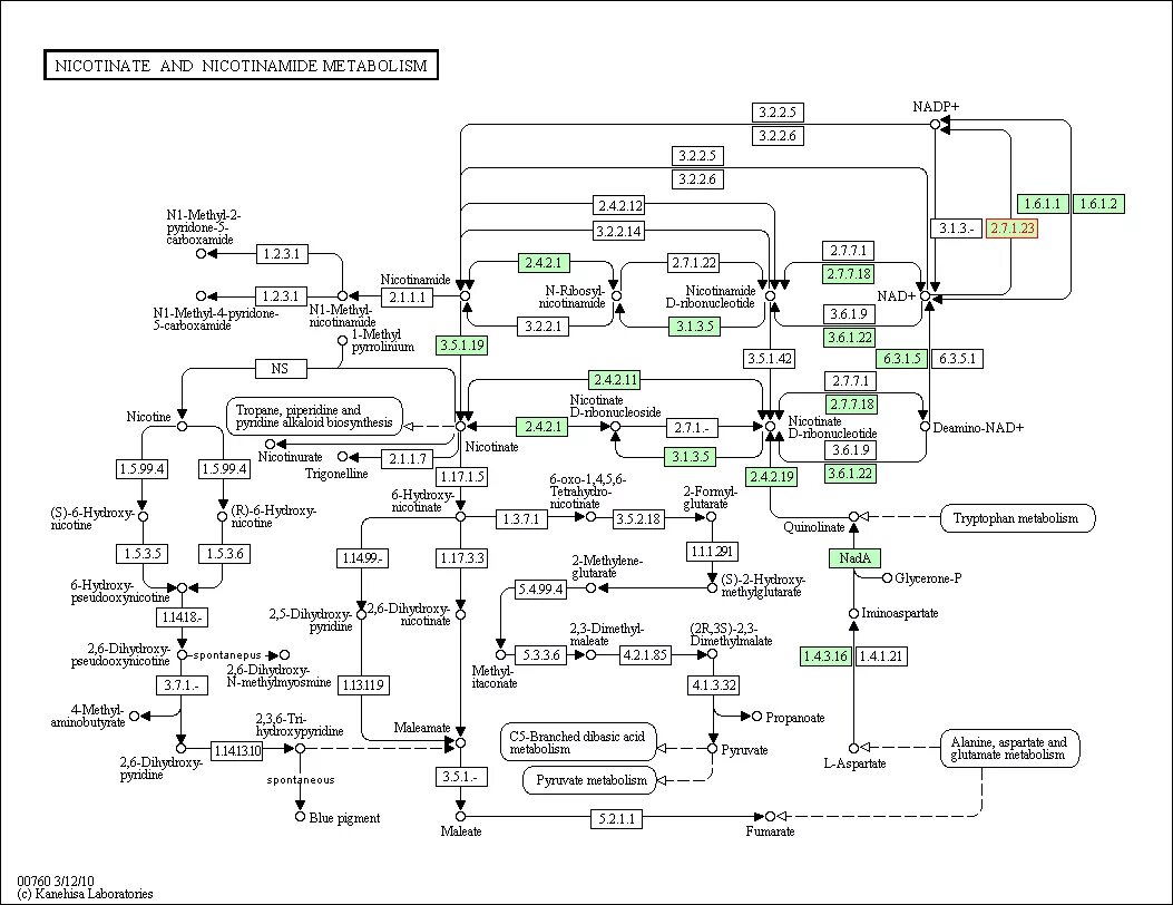 Никотин обмен веществ. Метаболические пути KEGG Pathway. Метаболизм никотина схема. Таблица по всем ферментам метаболических путей. Метаболизм синий.