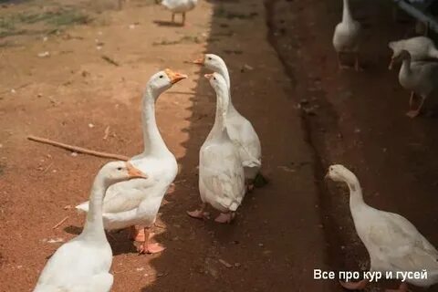 Гусята щиплют друг друга что делать