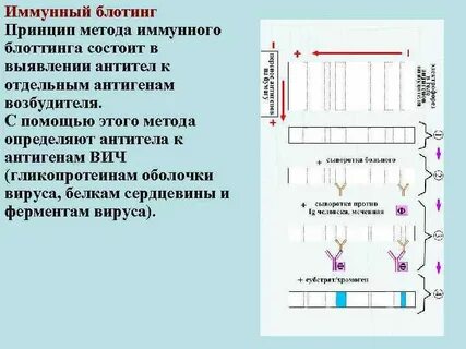 Метод иммунного блоттинга