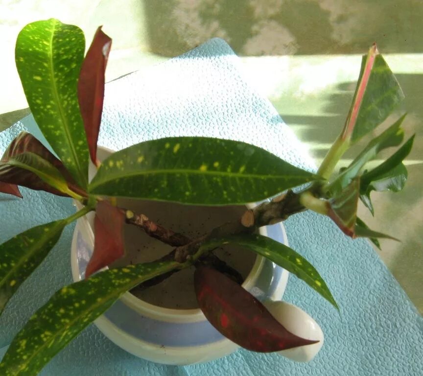 Кротон как размножается. Черенкуем кротон кодиеум. черенок кротона. кротон отводки. кодиеум черенкование.