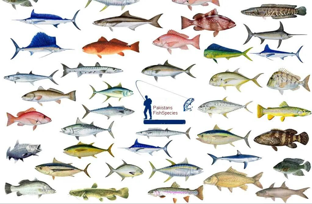 как называются рыбки, которые лечат. Kinds of fish. Different kind of fish. разные рыбы. Kinds of fish in english.