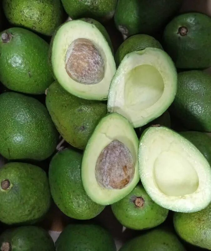 авокадо оптом