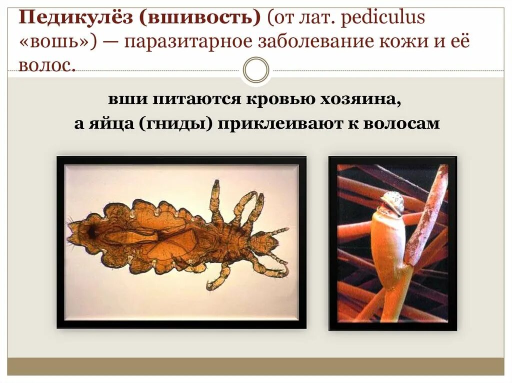 Эпидемиологическое значение вшей