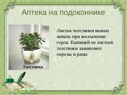 Проект комнатные растения