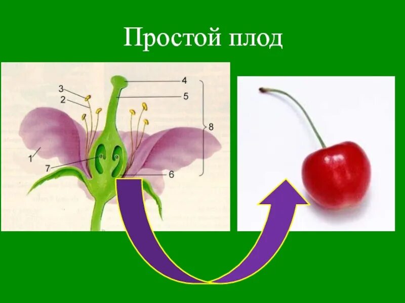 Плоды простые сложные соплодие. Простые плоды примеры. Простые и сложные плоды примеры. Строение плода. Простые плоды сложные плоды соплодия