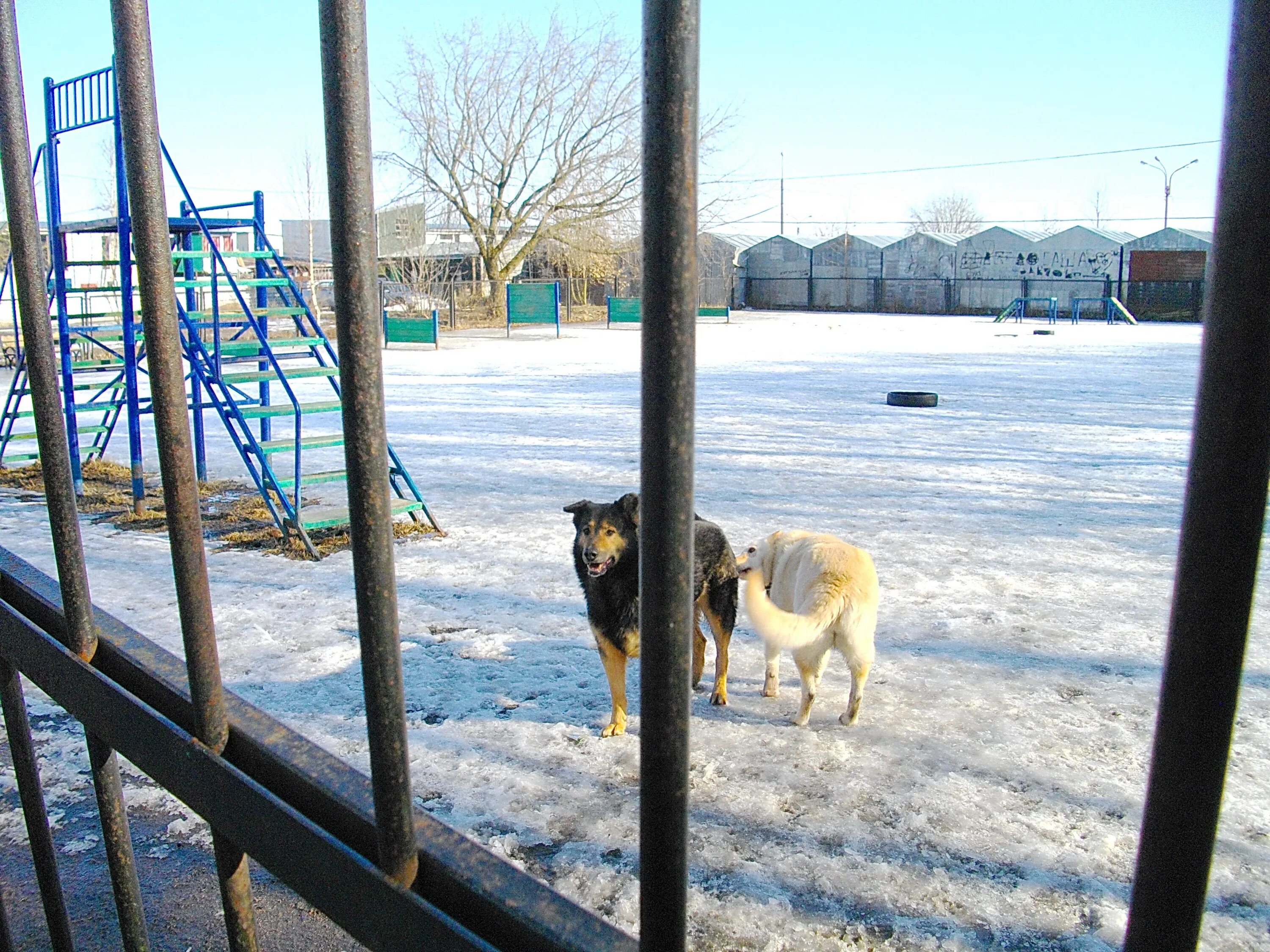 Выгул собак в санкт петербурге. Площадка для собак спб. Собачья площадка спб. Парк для прогулки с собакой спб. Облако-собака на петербургским двором.