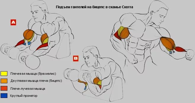 бицепс зоттмана. можно ли накачать бицепс. упражнения на бицуху. как правильно качать бицепс штангой в домашних условиях. подъем ez штанги на скамье скотта.