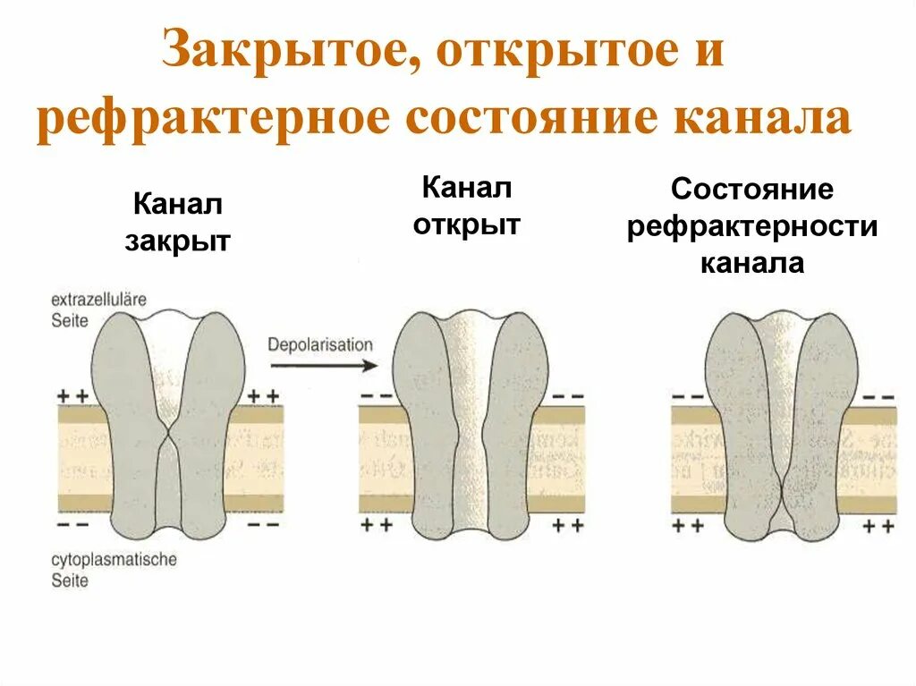 Состояние каналов. Рефрактерное состояние. Каналы открытые закрытые инактивированные. Состояние потенциалзависимого канала при состоянии рефрактерности. Как найти закрытый канал