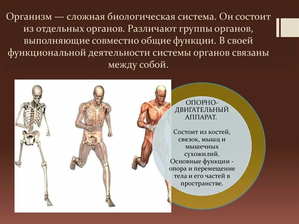 Сложный организм состоящий из. Системы организма человека. Система органов тела человека. Организм биологическая система. Сложные организмы.