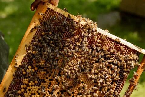 Почему пчелы улетают из улья осенью