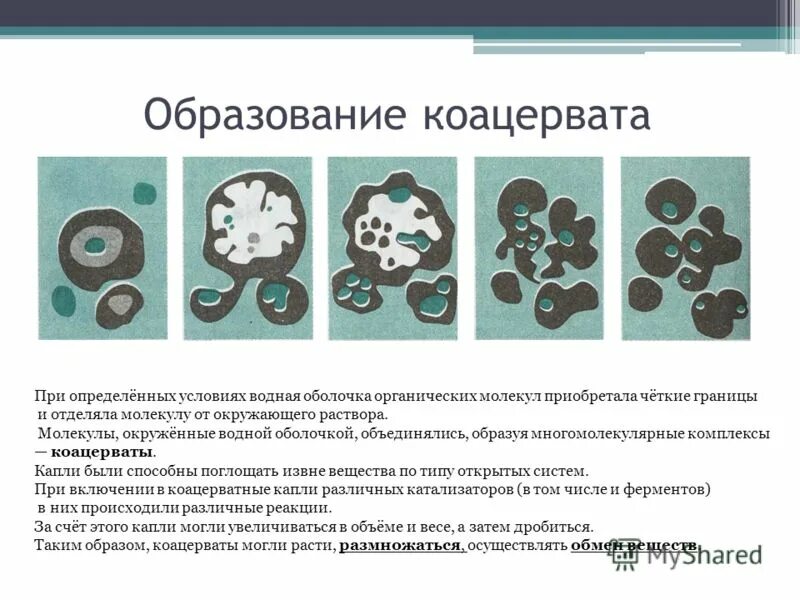 Коацерваты обладали свойствами живого потому что. Образование коацерватов. Возникновение коацерватов. Образование биологических полимеров и коацерватов. Этапы образования коацерватов.