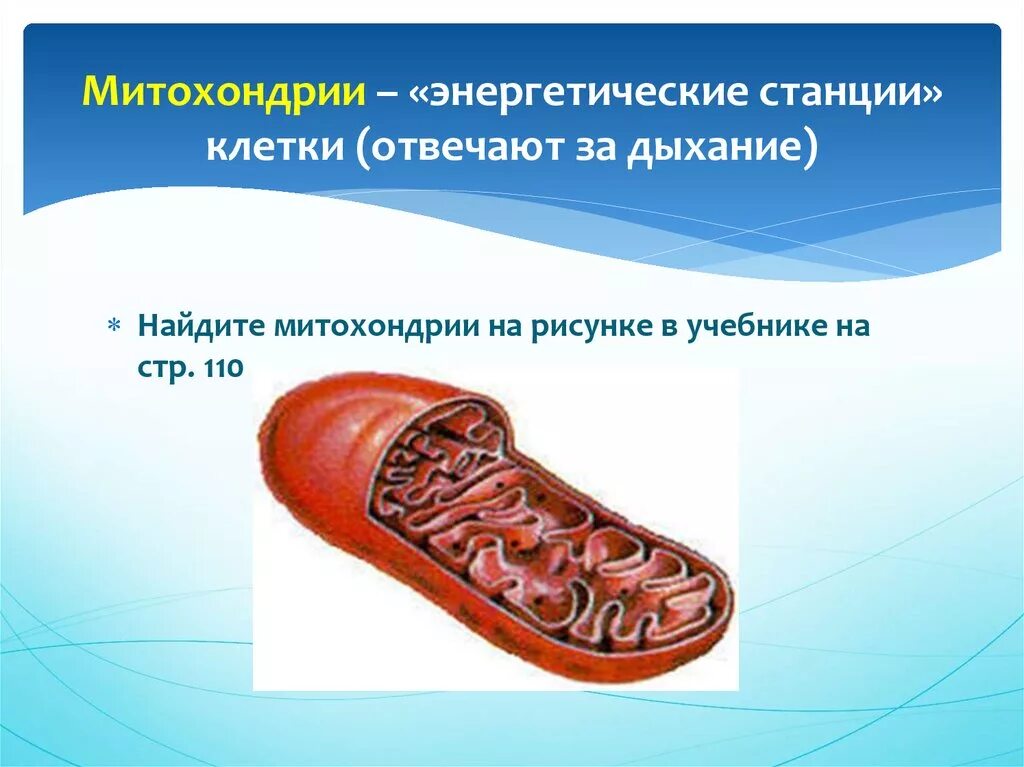 Митохондрии энергетические станции клетки. Митохондрии – энергетические станции клетк. Митохондрия отвечает за дыхание. Почему митохондрии называют энергетическими станциями клеток.