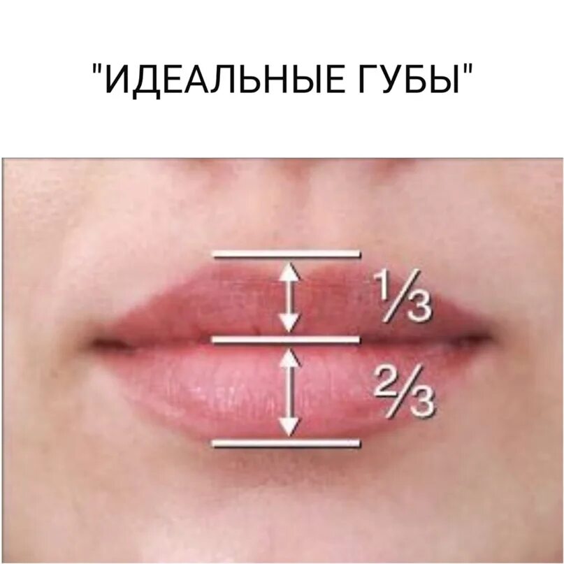 Идеальные губы пропорции. Формы губ. Идеальные губы. Идеальная форма губ. Как отличить губы