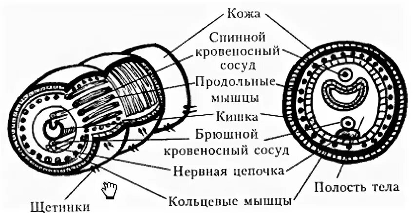 Кольчатые черви продольный срез. Строение кольчатого червя в разрезе. Строение кольчатых червей поперечный срез. Поперечное строение кольчатого червя. Рисунок строения червя