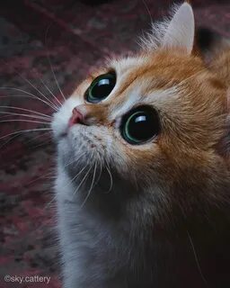 Кот с большими глазами