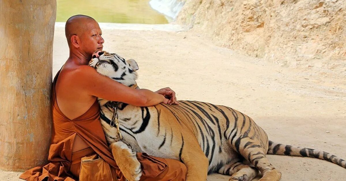 Мужчина тигр в браке. Тигр в роскоши. Монахи кормят тигров рисом. Человек кормит тигра. Шаман кормит тигров.