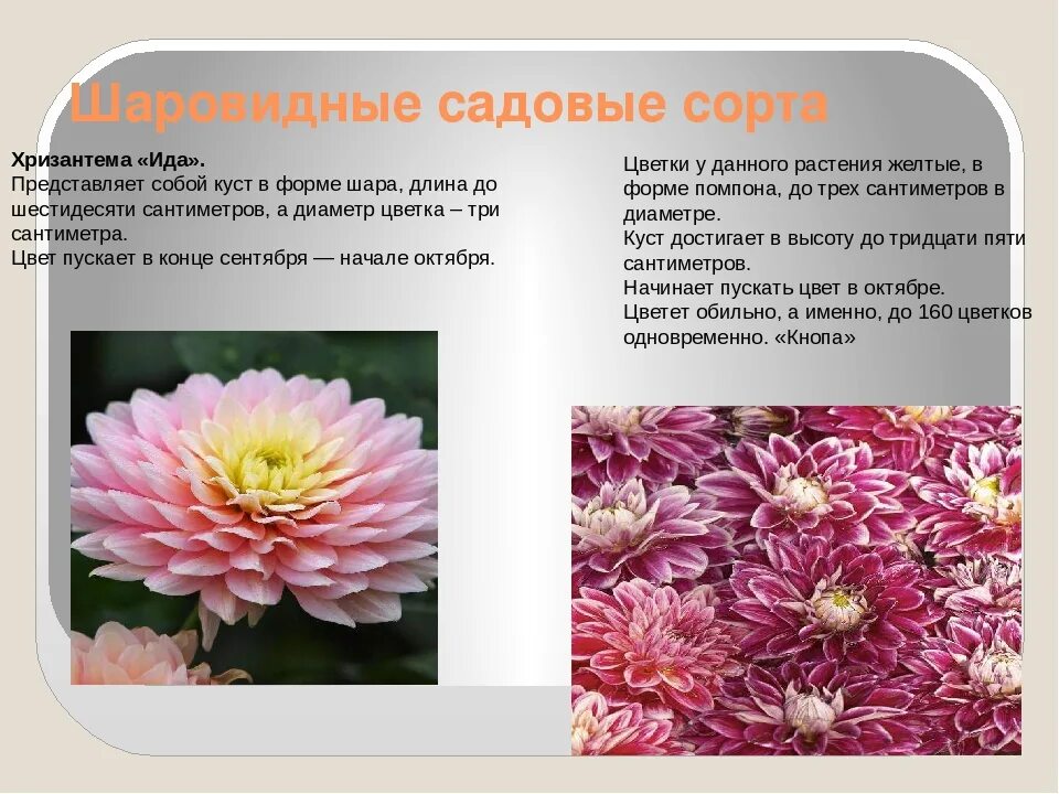 Значение цветов хризантем. Хризантема ида. сорт хризантемы ида. хризантема княгиня. хризантема описание.