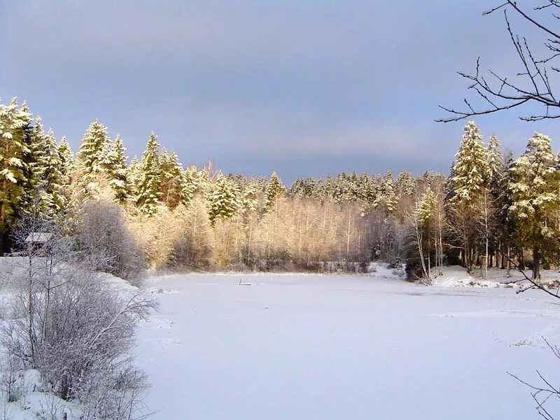 Dunlop sp03. Winter house 3d. зимняя поляна в лесу. подмосковная зима. зима 3 отзывы.